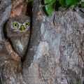 Steinkauz (Athene noctua) Jungvogel