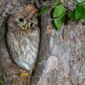 Steinkauz (Athene noctua) Jungvogel