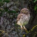 Steinkauz (Athene noctua) Jungvogel