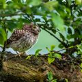 Steinkauz (Athene noctua) Jungvogel