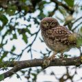 Steinkauz (Athene noctua) Jungvogel