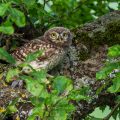 Steinkauz (Athene noctua) Jungvogel