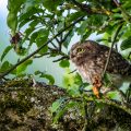 Steinkauz (Athene noctua) Jungvogel