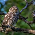 Steinkauz (Athene noctua)