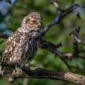 Steinkauz (Athene noctua)
