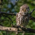 Steinkauz (Athene noctua)