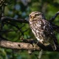 Steinkauz (Athene noctua)