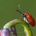 Lilienhähnchen (Lilioceris lilii)