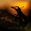 Hirschkäfer (Lucanus cervus) Männchen bei Sonnenuntergang