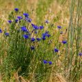 Kornnblumen (Centaurea cyanus) im Weizenfeld