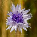 Kornnblume (Centaurea cyanus)