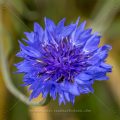 Kornnblume (Centaurea cyanus)