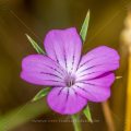 Kornrade (Agrostemma githago)