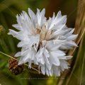 Kornnblume (Centaurea cyanus)
