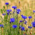Kornnblumen (Centaurea cyanus) im Weizenfeld