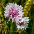 Kornnblume (Centaurea cyanus)
