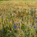 Kornnblumen (Centaurea cyanus) im Weizenfeld