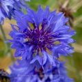 Kornnblume (Centaurea cyanus