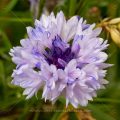 Kornnblume (Centaurea cyanus)
