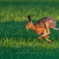 Feldhase (Lepus europaeus)