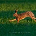 Feldhase (Lepus europaeus)