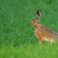 Feldhase (Lepus europaeus)