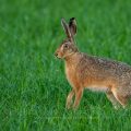 Feldhase (Lepus europaeus)