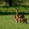 Reh (Capreolus capreolus) mit zwei Kitzen