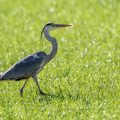 Graureiher (Ardea cinerea) auf der Lauer
