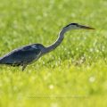 Graureiher (Ardea cinerea) auf der Lauer
