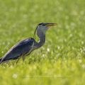 Graureiher (Ardea cinerea) mit gefangener Maus