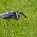 Graureiher (Ardea cinerea) mit gefangener Maus