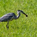 Graureiher (Ardea cinerea) mit gefangener Maus
