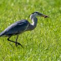 Graureiher (Ardea cinerea) mit gefangener Maus