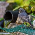 Hausrotschwanz (Phoenicurus ochruros) Jungvogel
