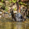 Hausrotschwanz (Phoenicurus ochruros) Jungvogel badet