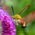 Hummelschwärmer (Hemaris fuciformis)