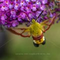 Hummelschwärmer (Hemaris fuciformis)