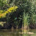 Eisvogel (Alcedo atthis) Weibchen in seinem Lebensraum