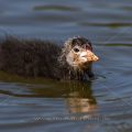 Bläßhuhn (Fulica atra) Jungvogel