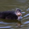 Bläßhuhn (Fulica atra) Jungvogel