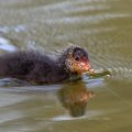 Bläßhuhn (Fulica atra) Jungvogel