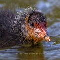Bläßhuhn (Fulica atra) Jungvogel (Ausschnitt)