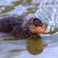 Bläßhuhn (Fulica atra) Jungvogel