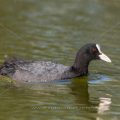 Bläßhuhn (Fulica atra)