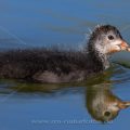 Bläßhuhn (Fulica atra) Jungvogel