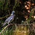 Ringeltaube (Columba palumbus)