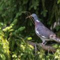 Ringeltaube (Columba palumbus) mit Nistmaterial