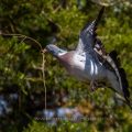 Ringeltaube (Columba palumbus) mit Nistmaterial