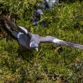 Ringeltaube (Columba palumbus)